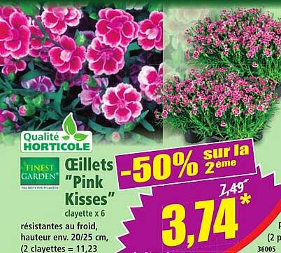 Œillets "Pink Kisses" clayette x 6