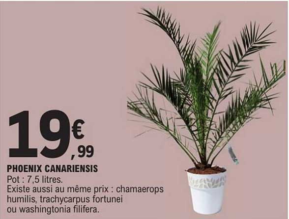 PHOENIX CANARIENSIS