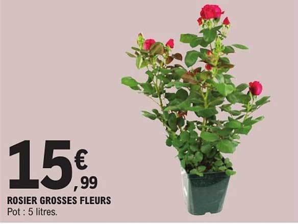 ROSIER GROSSES FLEURS