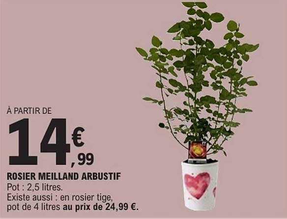 ROSIER MEILLAND ARBUSTIF