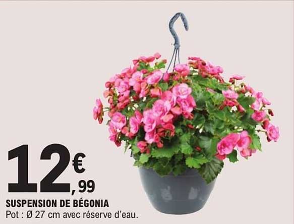 SUSPENSION DE BÉGONIA