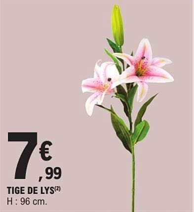 TIGE DE LYS