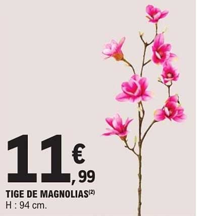 TIGE DE MAGNOLIAS