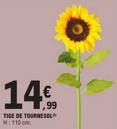 TIGE DE TOURNESOL