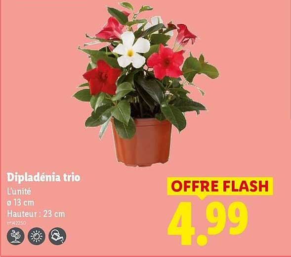 DIPLADENIA TRIO