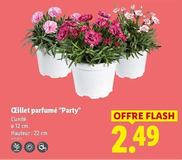 Œillet parfumé "Party"
