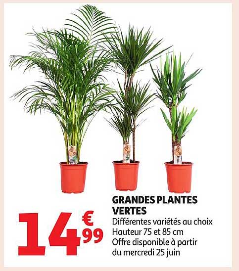 GRANDES PLANTES VERTES