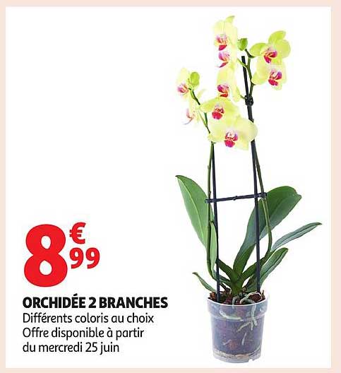 ORCHIDÉE 2 BRANCHES
