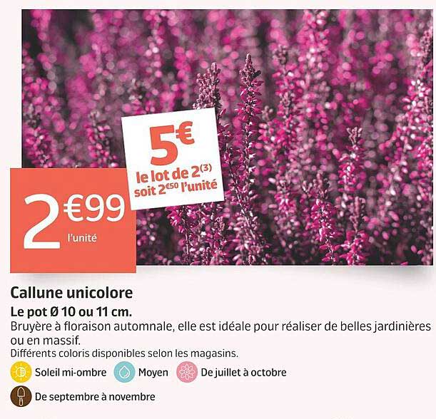 Callune unicolore