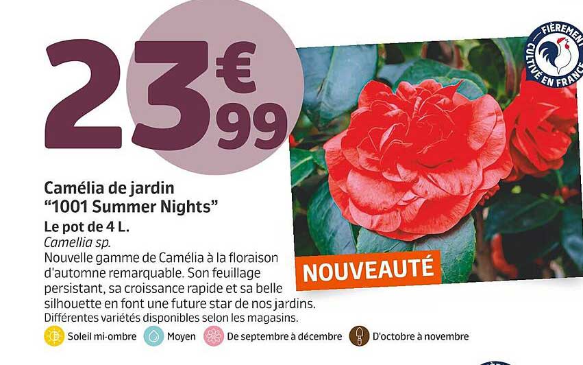 Camélia de jardin "1001 Summer Nights"