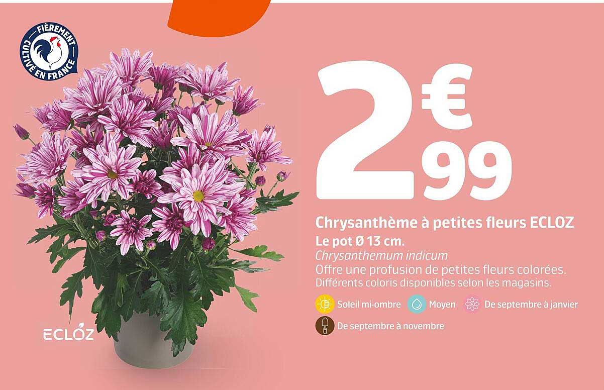 Chrysantème à petites fleurs Ecloz