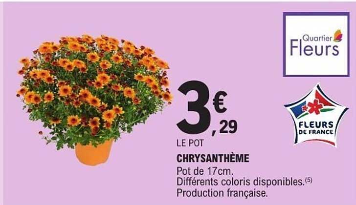 CHRYSANTHÈME