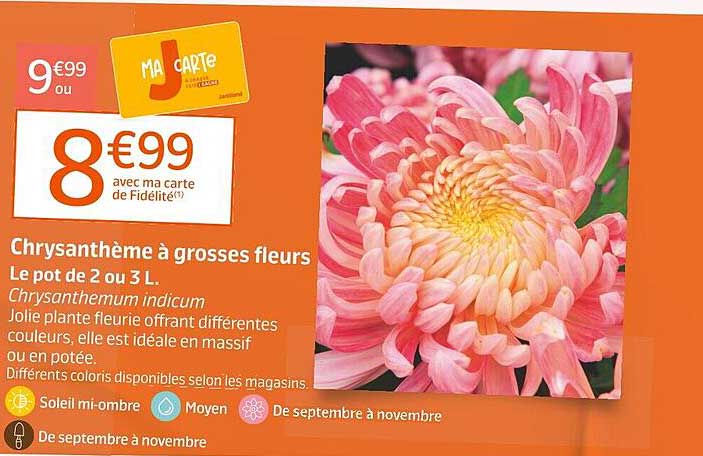 Chrysanthème à grosses fleurs