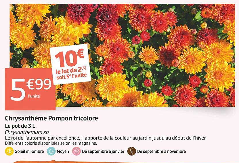 Chrysanthemhe Pompon tricolore