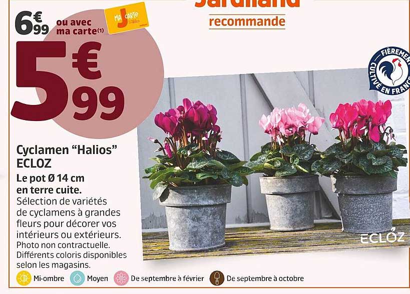 Cyclamen “Halios” ECLoz