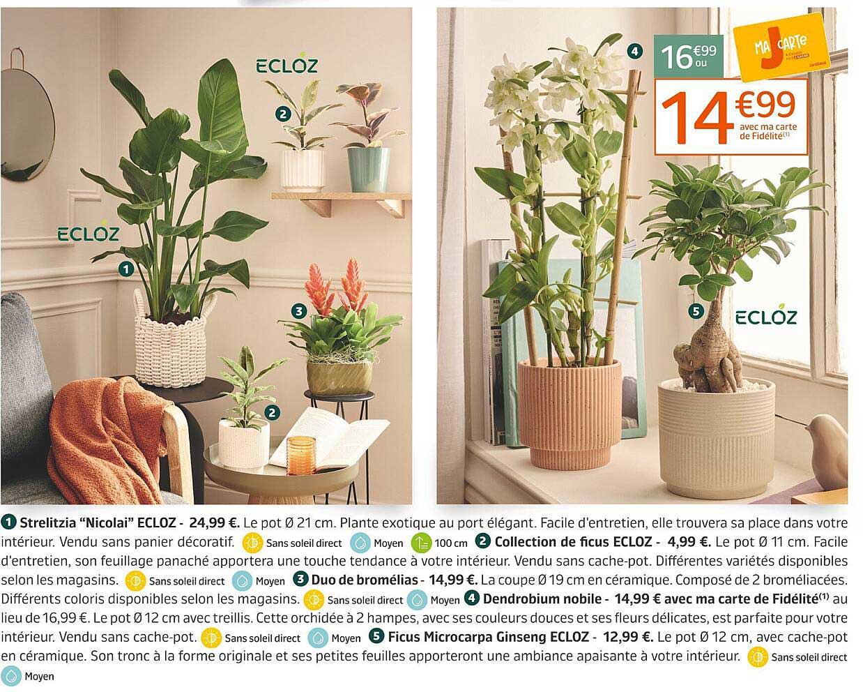 Dendrobium mobile - 14,99 € avec ma carte de Fidélité