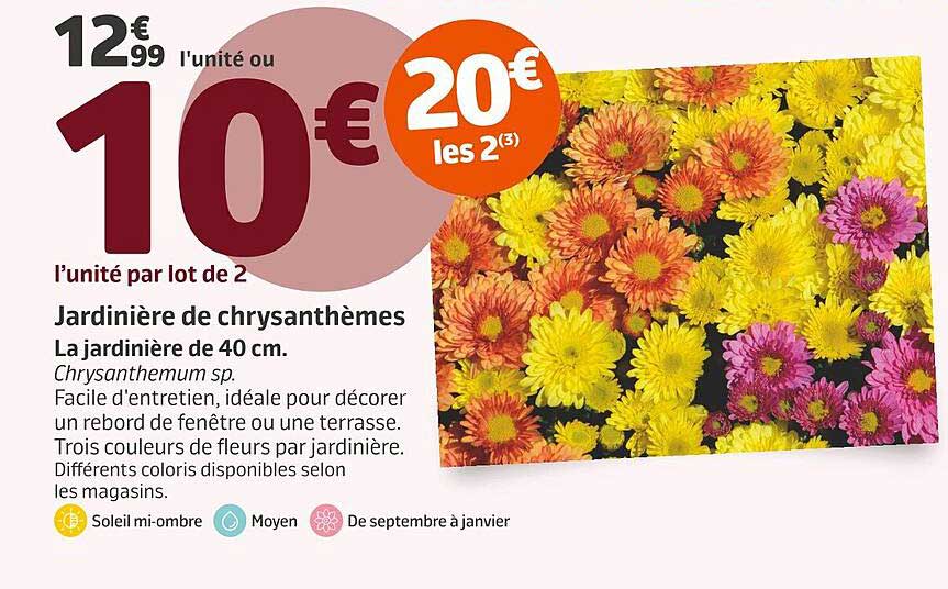 Jardinière de chrysanthèmes