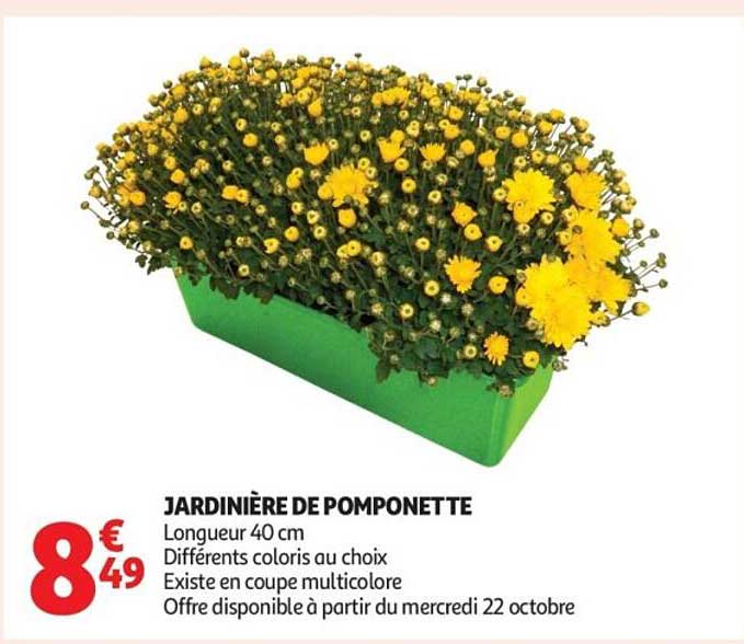 JARDINIÈRE DE POMPONETTE
