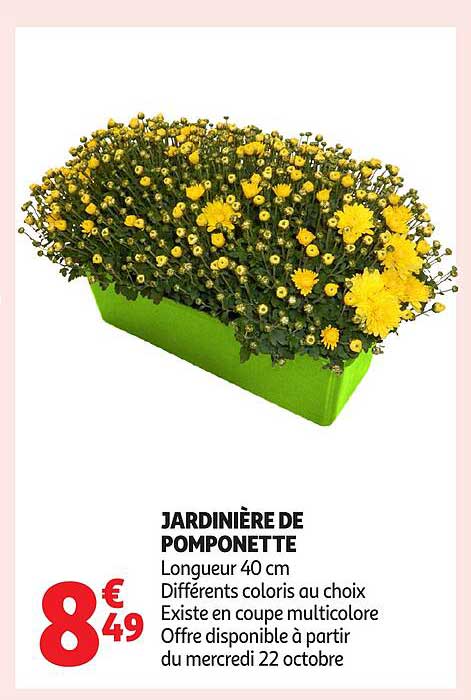 JARDINIÈRE DE POMPONETTE