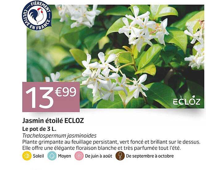 Jasmin étoilé ECLOZ