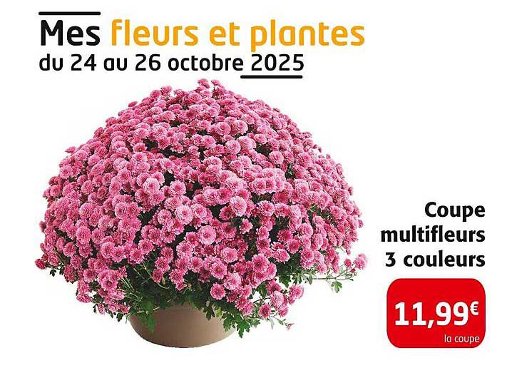 Mes fleurs et plantes du 24 au 26 octobre 2025