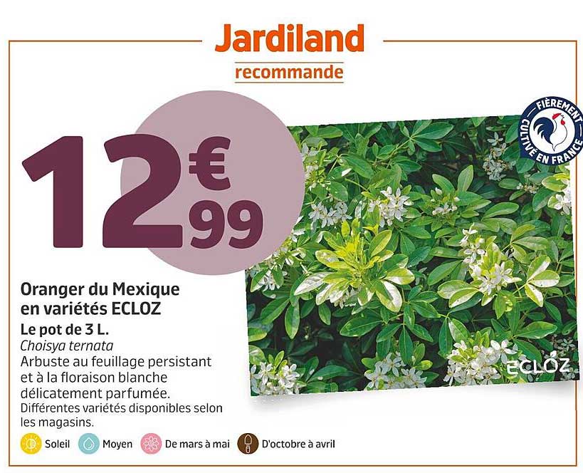 Orange du Mexique en variétés ECLOZ