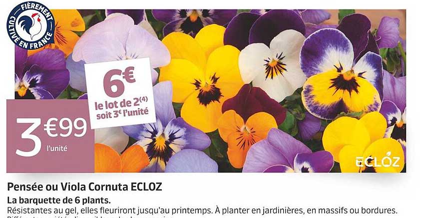 Pensée ou Viola Cornuta ECLÓZ