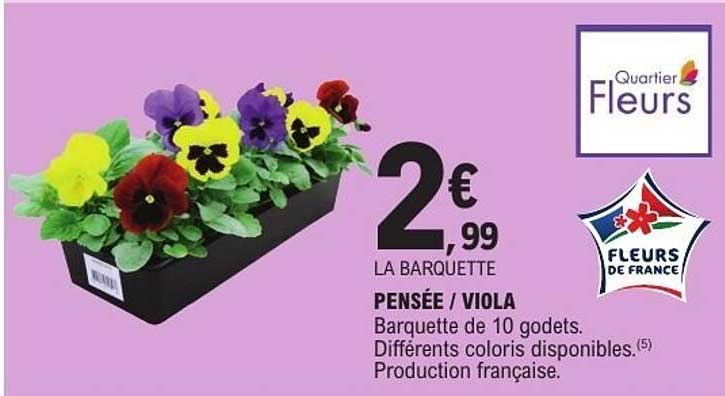 PENSÉE / VIOLA