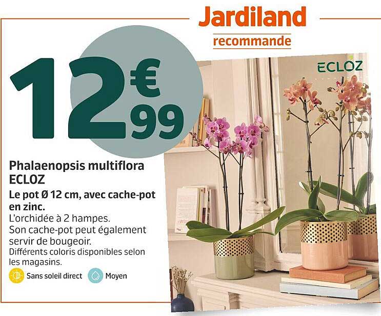 Phalaenopsis multiflora ECLOZ