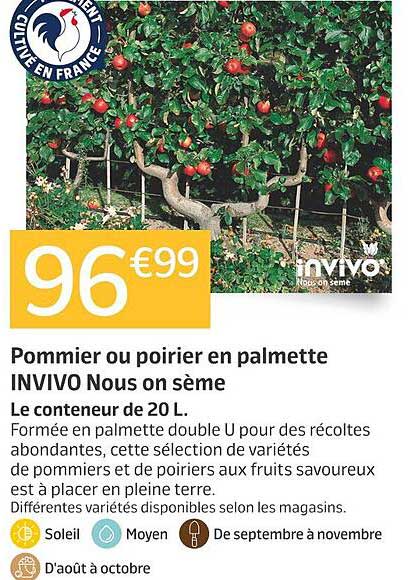 Pommier ou poirier en palmette INVIVO Nous on sème