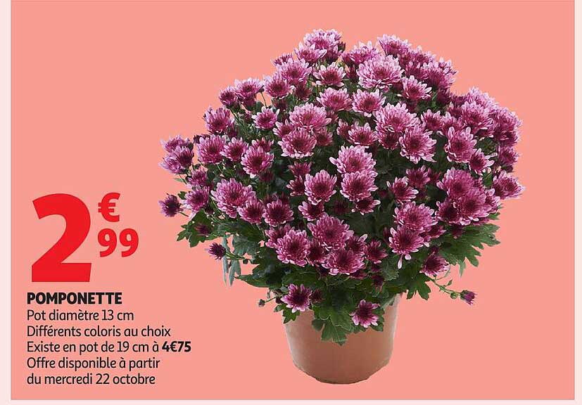 POMPONETTE