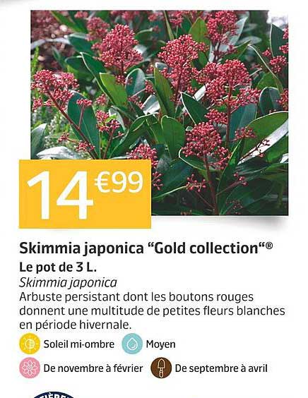 Skimmia japonica "Gold collection"®