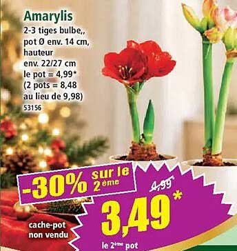 Amarylis