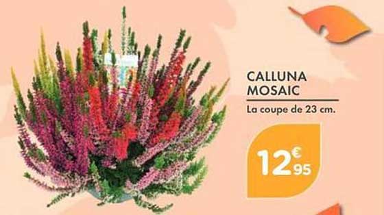 CALLUNA MOSAIC La coupe de 23 cm.