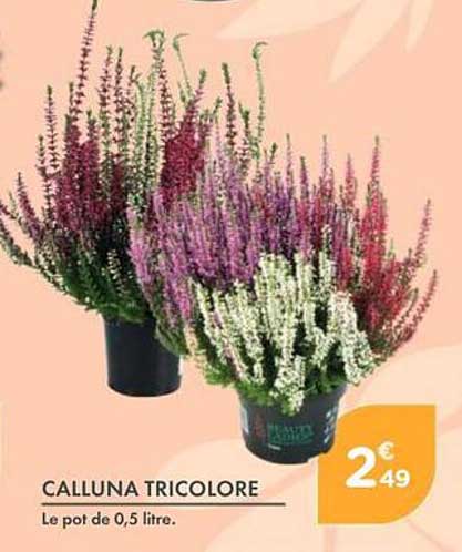 CALLUNA TRICOLORE