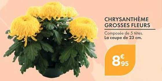 CHRYSANTHÈME GROSSES FLEURS