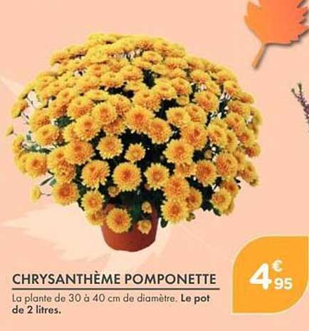 CHRYSANTHÈME POMPONETTE