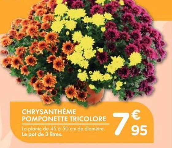 CHRYSANTHÈME POMPONETTE TRICOLORE