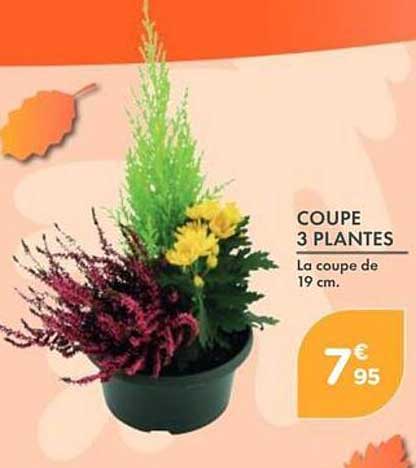 COUPE 3 PLANTES