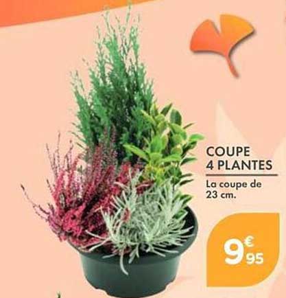 COUPE 4 PLANTES