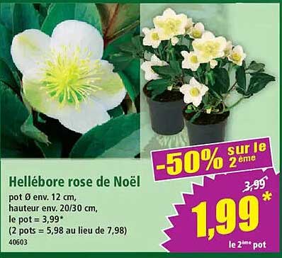 Hellébore rose de Noël