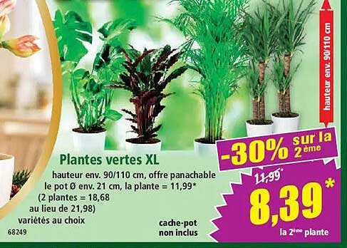 Plantes vertes XL