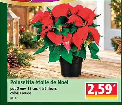 Poinsettia étoile de Noël