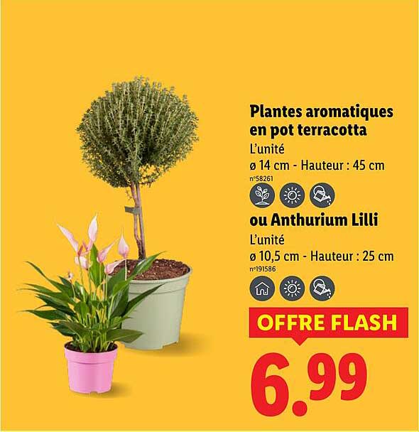 Sitemapcdatahttpsmodeinf Inetcombananier En Pot Lidl