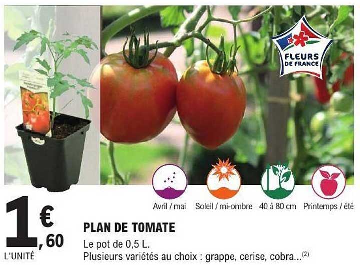 Sitemapcdatahttpsshopinf Inetcomprix Plant De Tomate Leclerc