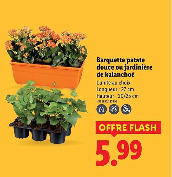 Barquette patate douce ou jardinière de kalanchoé