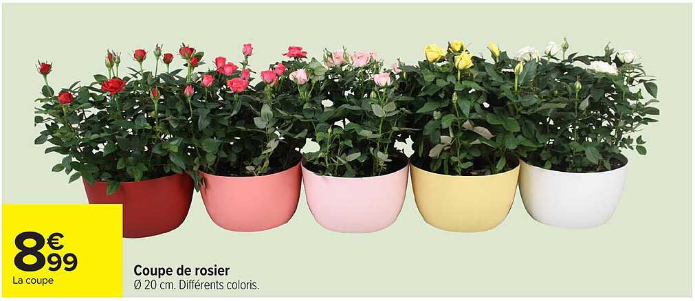 Coupe de rosier