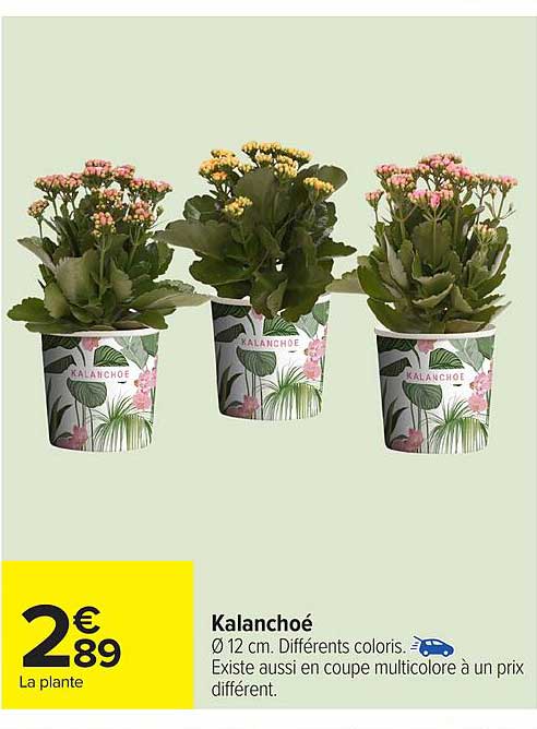 Kalanchoé