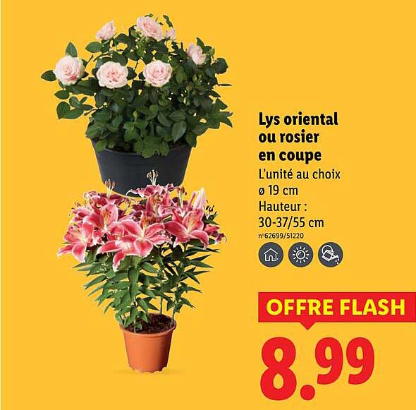 Lys oriental ou rosier en coupe