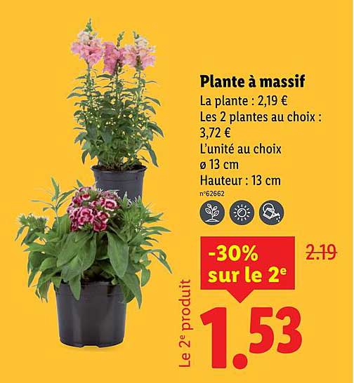 Plante à massif